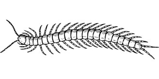 centipede