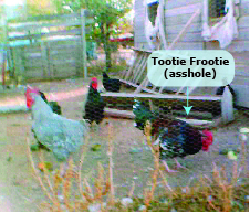 Tootie Frootie