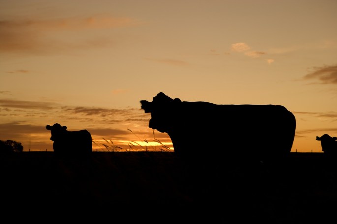 cattle-640985_1920